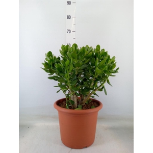 Crassula ovata