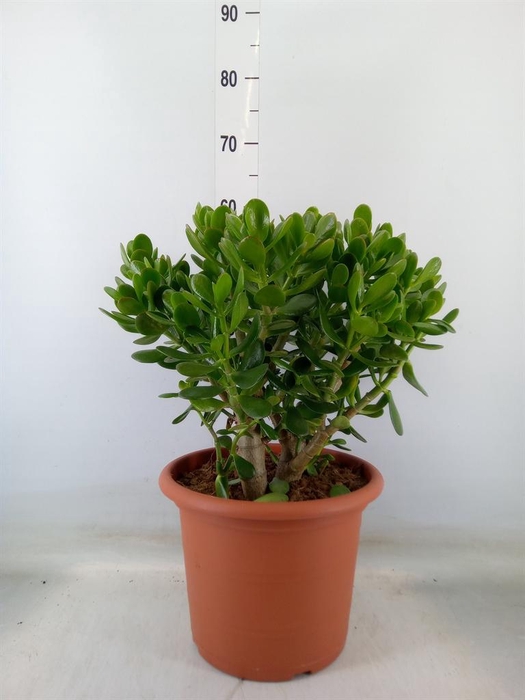 <h4>Crassula ovata</h4>