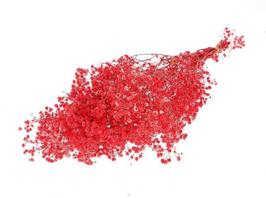 Bunch Gypsophila Pres.100gr L70