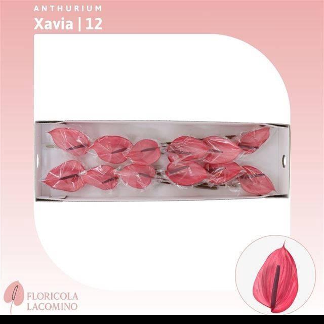 <h4>Anth A Xavia</h4>