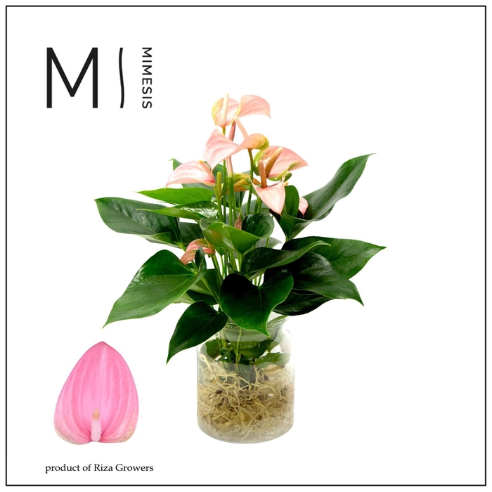 <h4>Mimesis Anthurium KARMA Joli - Aqua di Karma Melkbus</h4>