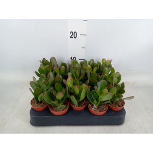 Crassula ovata