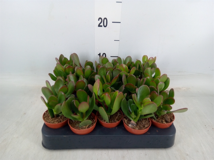 <h4>Crassula ovata</h4>