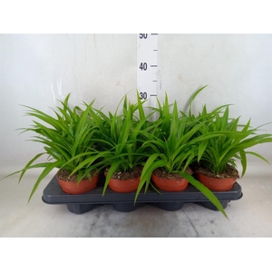Chlorophytum com. 'Lemon'