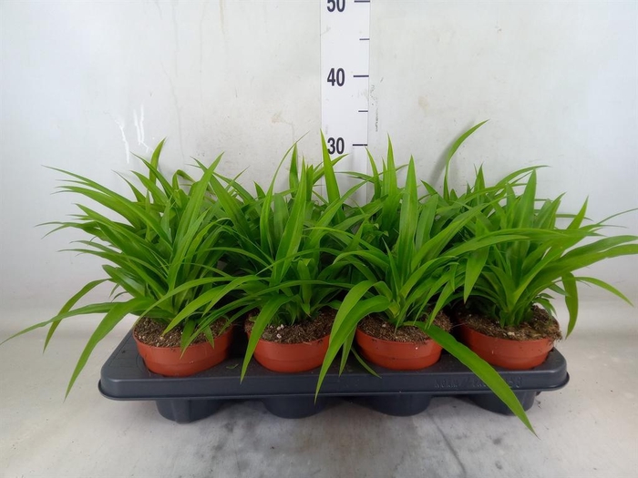 <h4>Chlorophytum com. 'Lemon'</h4>