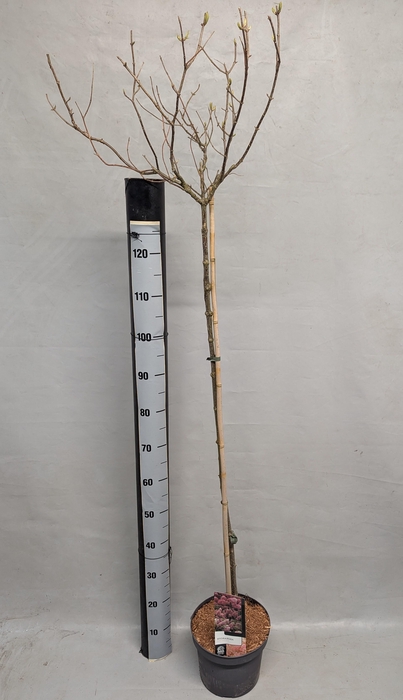 <h4>HYDR PANICULATA</h4>