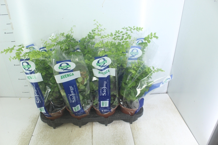 <h4>AVENCA VARIADA P15</h4>