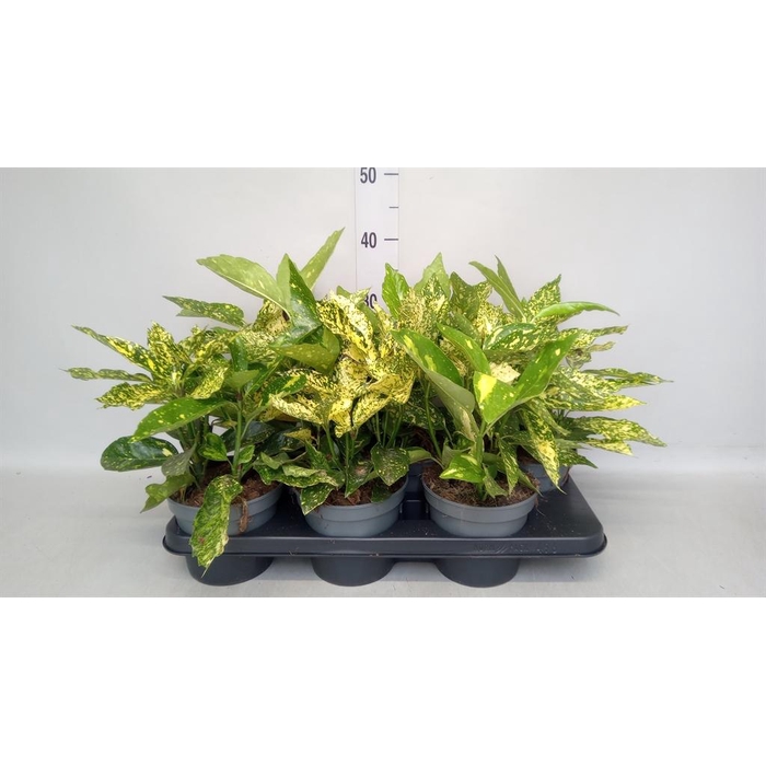 <h4>Aucuba japonica   ...</h4>