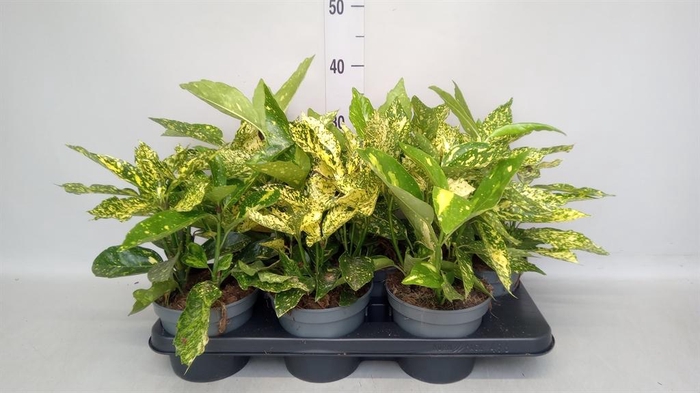 Aucuba japonica   ...