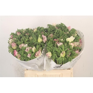 Anemone Mistral Malva Edge