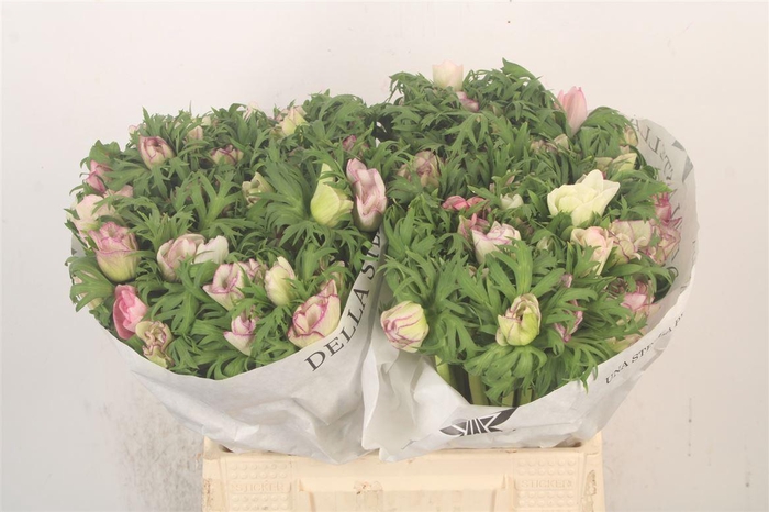 <h4>Anemone Mistral Malva Edge</h4>