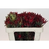 Leucadendron Blush Spray