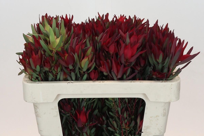 Leucadendron Blush Spray