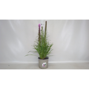 Liatris spicata