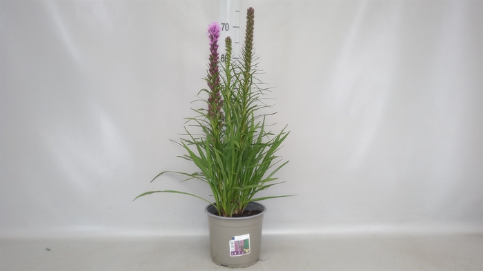 <h4>Liatris spicata</h4>