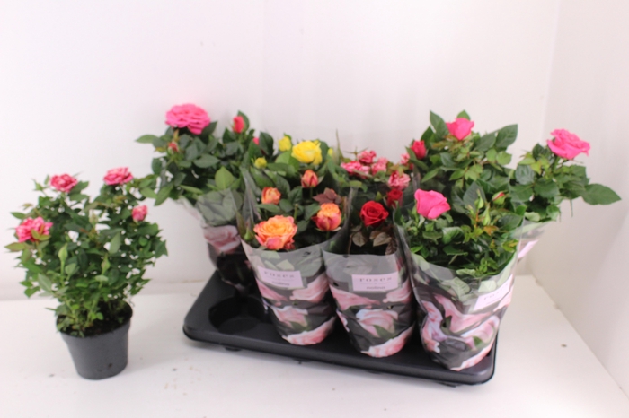 <h4>RO PATHIT GEM 5 SRT</h4>