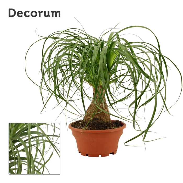 <h4>Beaucarnea recht 16 cm schaal (Decorum)</h4>