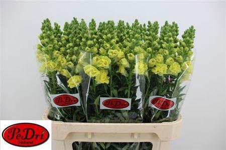 Antir Legend Dou Yel