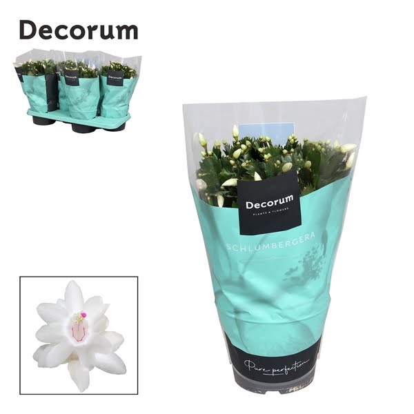 <h4>Schlumbergera White</h4>