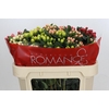Hypericum Rainbow Romance Spray