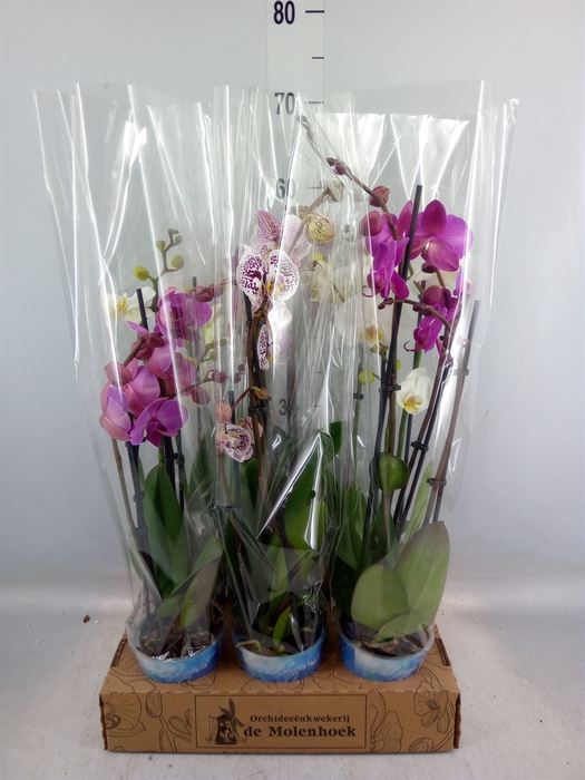 <h4>Phalaenopsis   ...mix  4</h4>