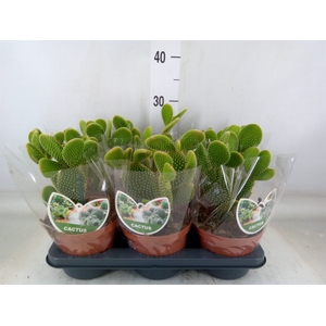 Opuntia microdasys