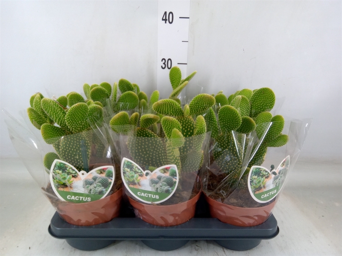 <h4>Opuntia microdasys</h4>