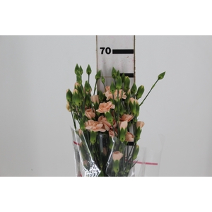 CRAVO SPRAY HAMADA 070 CM