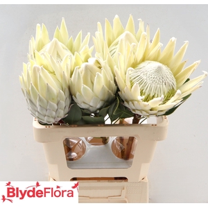 PROTEA CY AYOBA A IC
