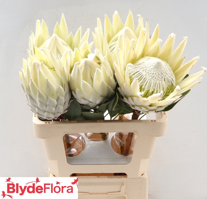 <h4>PROTEA CY AYOBA A IC</h4>