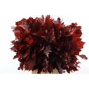 Quercus Rubra Red Klbh