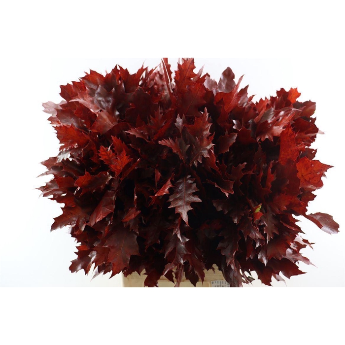 <h4>Quercus Rubra Red Klbh</h4>