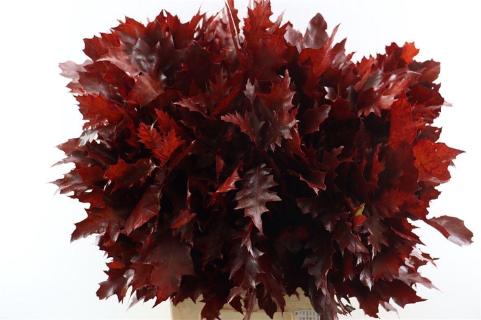 Quercus Rubra Red Klbh