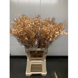 Ruscus 70cm 5 Pc/bunch Antique Gold (2x5 Bunch/pol