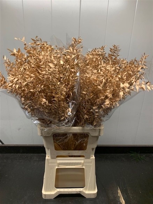 <h4>Ruscus 70cm 5 Pc/bunch Antique Gold (2x5 Bunch/pol</h4>