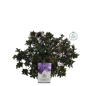 Rhododendron dwarf impeditum 'Select' C4 30-40