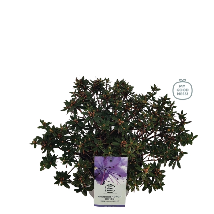 <h4>Rhododendron 30-40 /4 liter 'Impeditum Select' dwerg</h4>