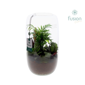 Green BottleIsabella XXLarge met Groene Planten arrangement