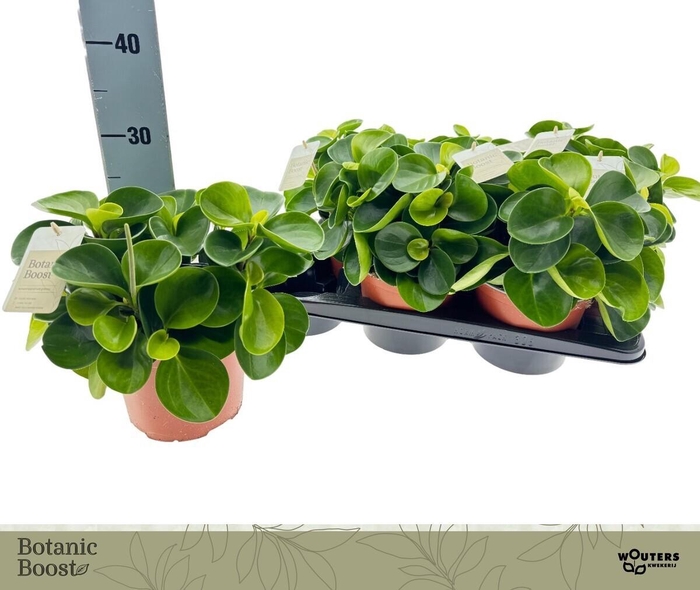 <h4>PEP OBT GREEN GOLD</h4>