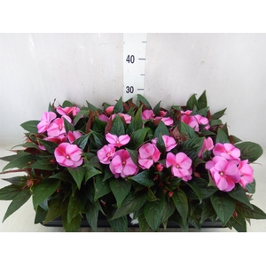 Impatiens NG 'ColPow Lavender Flam'