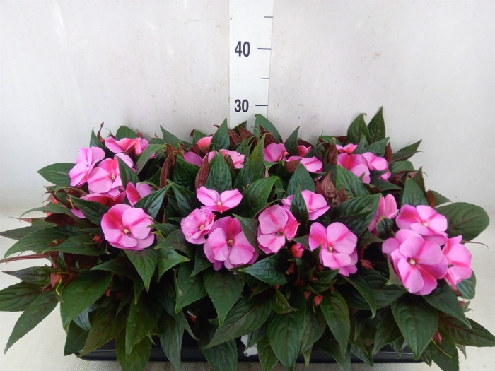 <h4>Impatiens NG 'ColPow Lavender Flam'</h4>