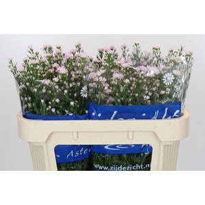 Aster Claudia