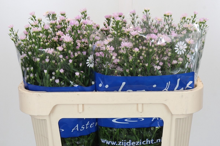 <h4>Aster Claudia</h4>