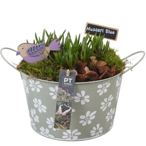 PTMB1044 Arrangementen Muscari