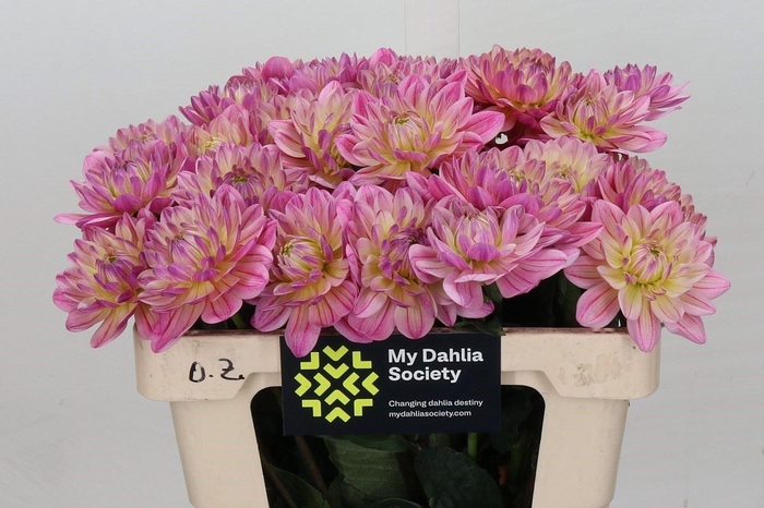 Dahlia DE 'Pink Magic'