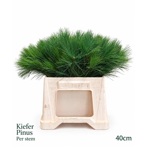 PINUS STROBUS