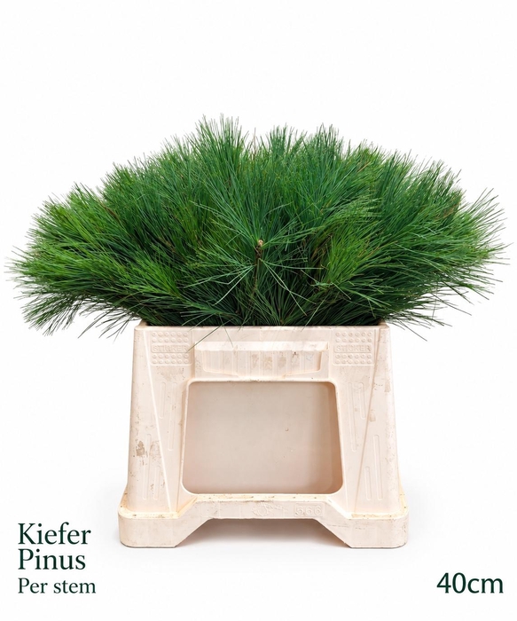 <h4>PINUS STROBUS</h4>
