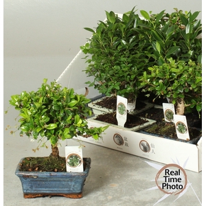 BONSAI GEM