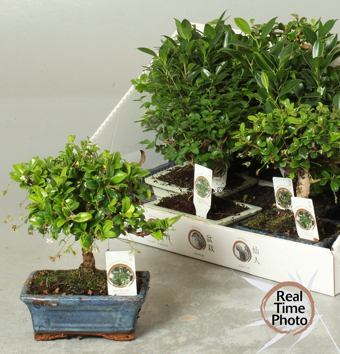 <h4>BONSAI GEM</h4>