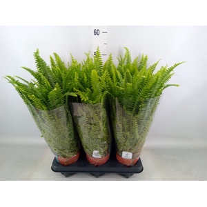 Nephrolepis exal. 'Green Lady'